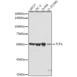 Western Blot - Anti-TCP1 alpha/CCTA Antibody (A90697) - Antibodies.com