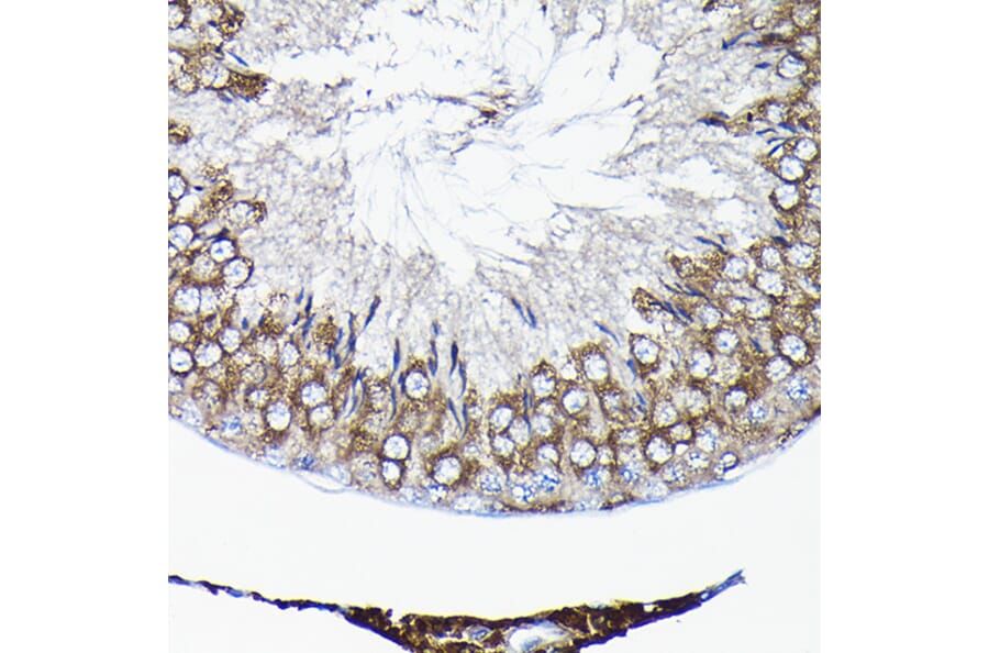 Immunohistochemistry - Anti-TCP1 alpha/CCTA Antibody (A90697) - Antibodies.com