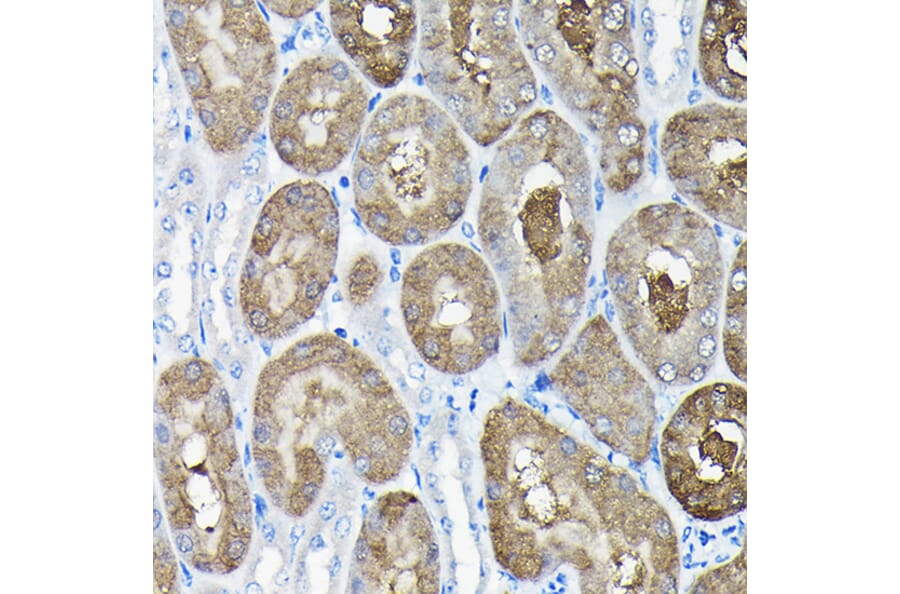 Immunohistochemistry - Anti-TCP1 alpha/CCTA Antibody (A90697) - Antibodies.com