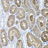Immunohistochemistry - Anti-TCP1 alpha/CCTA Antibody (A90697) - Antibodies.com