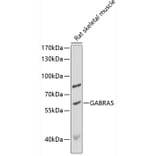 Western Blot - Anti-GABA A Receptor alpha 5/GABRA5 Antibody (A90698) - Antibodies.com