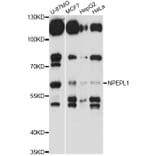 Western Blot - Anti-NPEPL1 Antibody (A14423) - Antibodies.com
