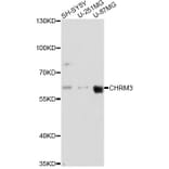Western Blot - Anti-CHRM3 Antibody (A14560) - Antibodies.com