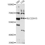 Western Blot - Anti-SLC22A15 Antibody (A14408) - Antibodies.com