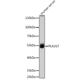 Western Blot - Anti-PLA2G7 Antibody (A90713) - Antibodies.com