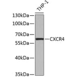 Western Blot - Anti-CXCR4 Antibody (A12534) - Antibodies.com