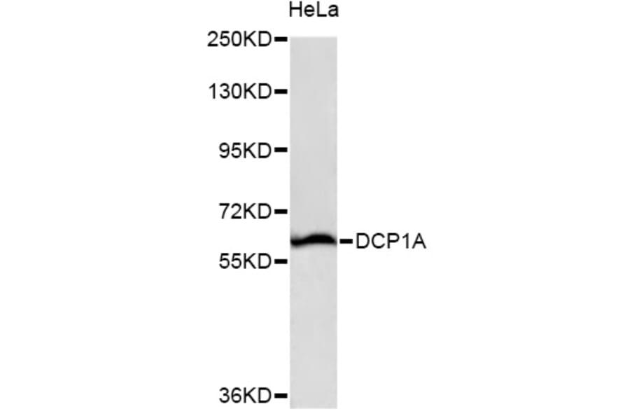 Western Blot - Anti-DCP1A Antibody (A13431) - Antibodies.com