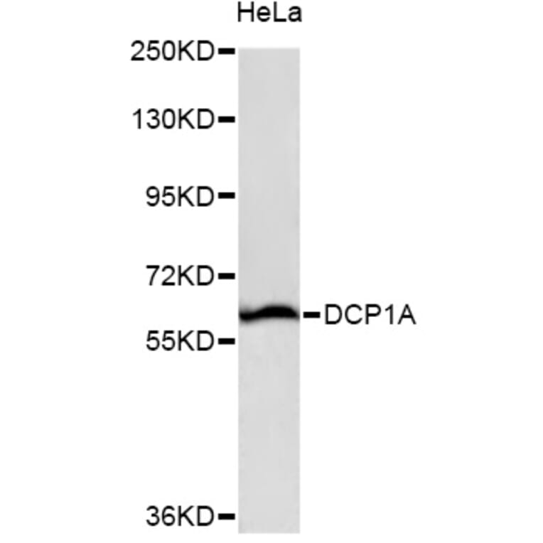 Western Blot - Anti-DCP1A Antibody (A13431) - Antibodies.com