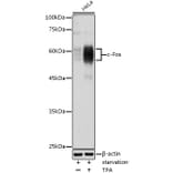 Western Blot - Anti-c-Fos Antibody (A90719) - Antibodies.com