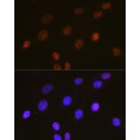 Immunofluorescence - Anti-c-Fos Antibody (A90719) - Antibodies.com