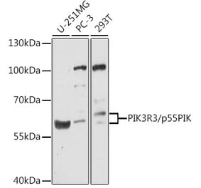 Western Blot - Anti-PI 3 Kinase p55 gamma Antibody (A90721) - Antibodies.com