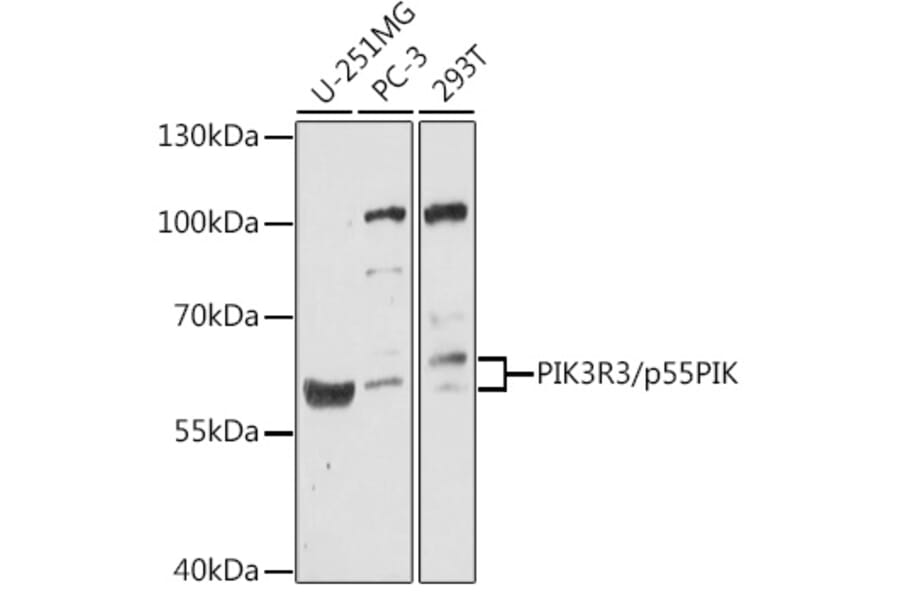 Western Blot - Anti-PI 3 Kinase p55 gamma Antibody (A90721) - Antibodies.com