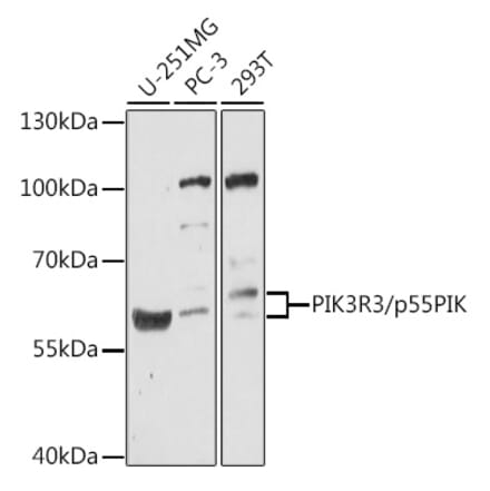 Western Blot - Anti-PI 3 Kinase p55 gamma Antibody (A90721) - Antibodies.com