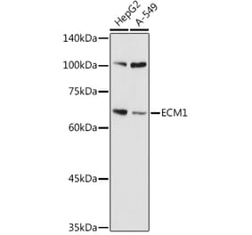 Western Blot - Anti-Extracellular matrix protein 1 Antibody (A90724) - Antibodies.com