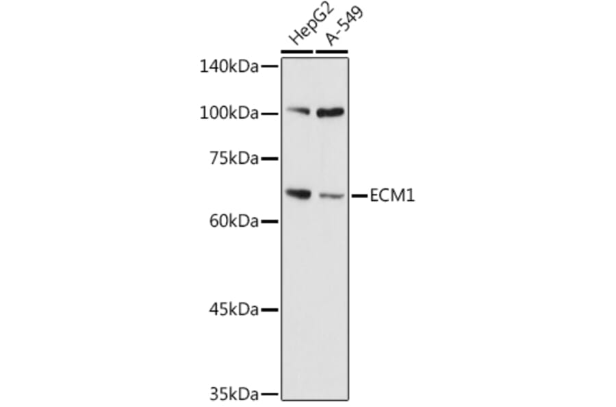 Western Blot - Anti-Extracellular matrix protein 1 Antibody (A90724) - Antibodies.com