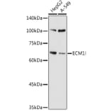 Western Blot - Anti-Extracellular matrix protein 1 Antibody (A90724) - Antibodies.com