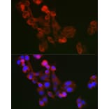 Immunofluorescence - Anti-Extracellular matrix protein 1 Antibody (A90724) - Antibodies.com