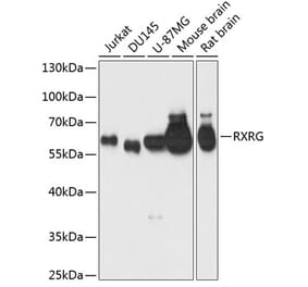 Western Blot - Anti-RXRG Antibody (A90725) - Antibodies.com