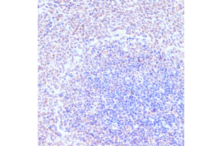 Immunohistochemistry - Anti-RXRG Antibody (A90725) - Antibodies.com