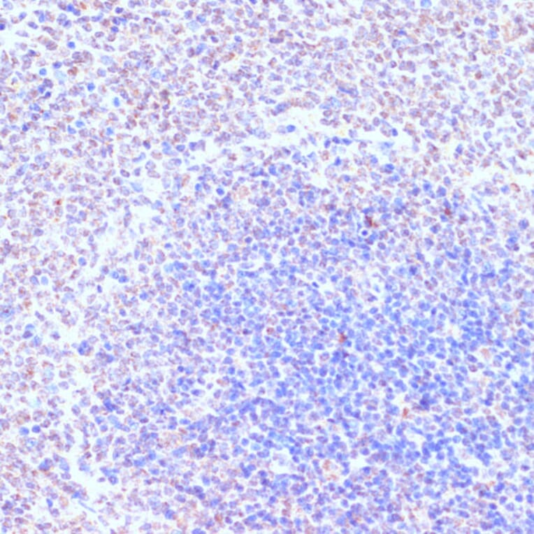 Immunohistochemistry - Anti-RXRG Antibody (A90725) - Antibodies.com