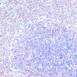 Immunohistochemistry - Anti-RXRG Antibody (A90725) - Antibodies.com