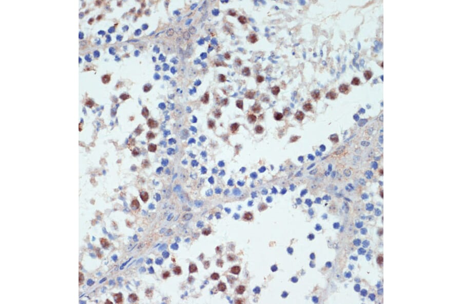 Immunohistochemistry - Anti-RXRG Antibody (A90725) - Antibodies.com