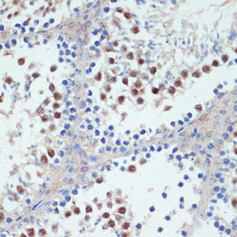 Immunohistochemistry - Anti-RXRG Antibody (A90725) - Antibodies.com