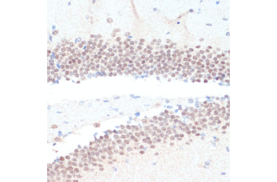 Immunohistochemistry - Anti-RXRG Antibody (A90725) - Antibodies.com