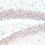 Immunohistochemistry - Anti-RXRG Antibody (A90725) - Antibodies.com
