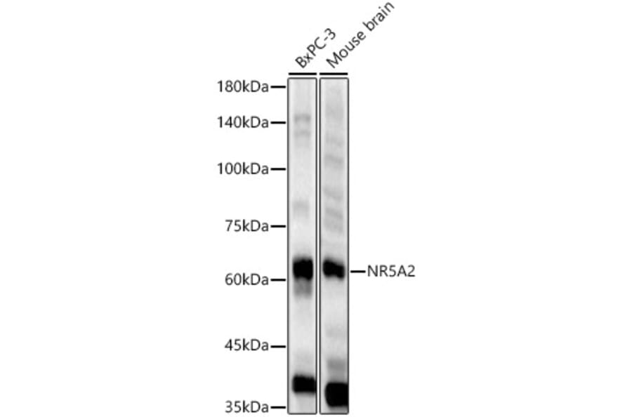 Western Blot - Anti-NR5A2/LRH1 Antibody (A90726) - Antibodies.com