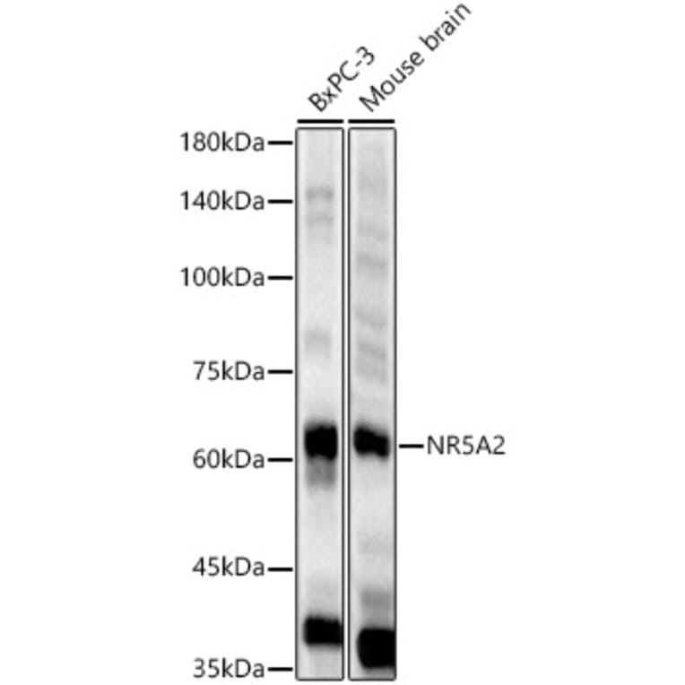 Western Blot - Anti-NR5A2/LRH1 Antibody (A90726) - Antibodies.com