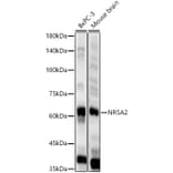 Western Blot - Anti-NR5A2/LRH1 Antibody (A90726) - Antibodies.com