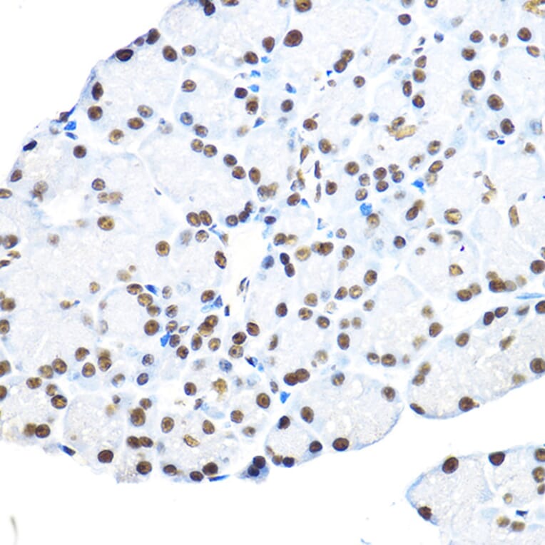 Immunohistochemistry - Anti-NR5A2/LRH1 Antibody (A90726) - Antibodies.com