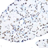 Immunohistochemistry - Anti-NR5A2/LRH1 Antibody (A90726) - Antibodies.com