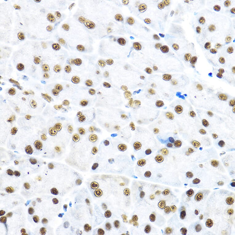 Immunohistochemistry - Anti-NR5A2/LRH1 Antibody (A90726) - Antibodies.com