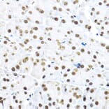 Immunohistochemistry - Anti-NR5A2/LRH1 Antibody (A90726) - Antibodies.com