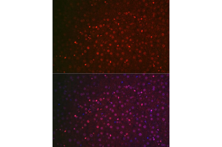 Immunofluorescence - Anti-NR5A2/LRH1 Antibody (A90726) - Antibodies.com
