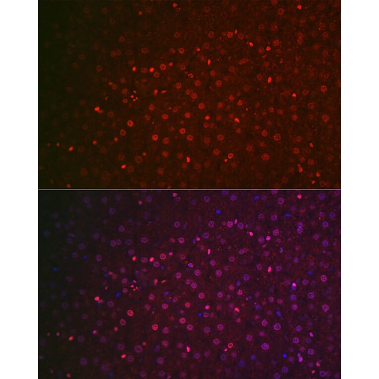 Immunofluorescence - Anti-NR5A2/LRH1 Antibody (A90726) - Antibodies.com