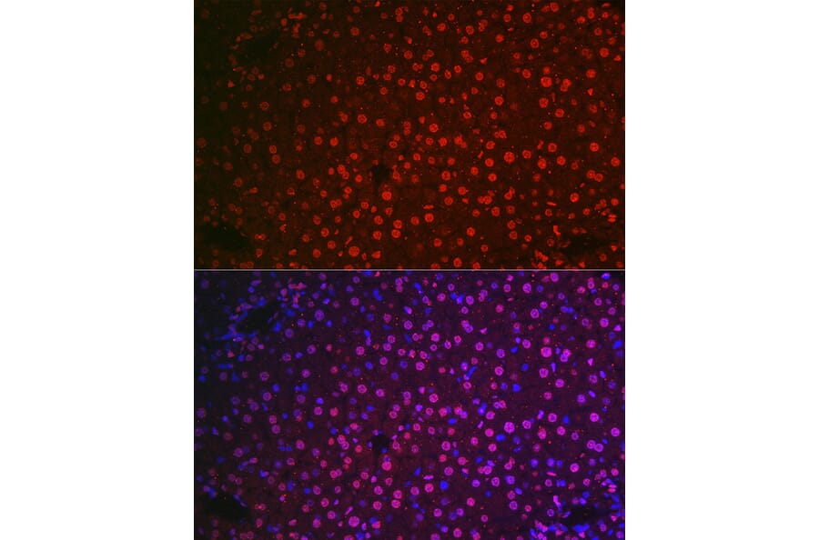 Immunofluorescence - Anti-NR5A2/LRH1 Antibody (A90726) - Antibodies.com