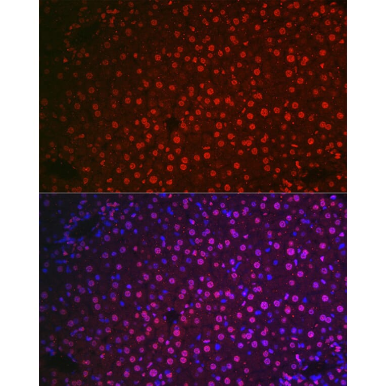 Immunofluorescence - Anti-NR5A2/LRH1 Antibody (A90726) - Antibodies.com