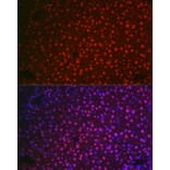 Immunofluorescence - Anti-NR5A2/LRH1 Antibody (A90726) - Antibodies.com