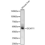 Western Blot - Anti-DCAF11 Antibody (A90727) - Antibodies.com