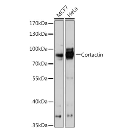 Western Blot - Anti-Cortactin Antibody (A90728) - Antibodies.com