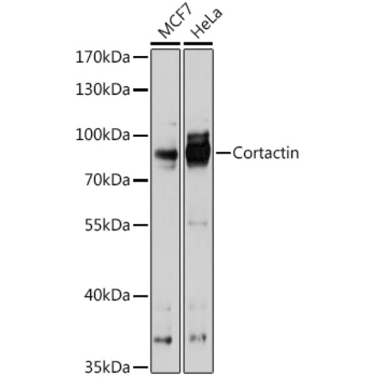 Western Blot - Anti-Cortactin Antibody (A90728) - Antibodies.com