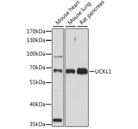 Western Blot - Anti-UCKL1 Antibody (A90729) - Antibodies.com