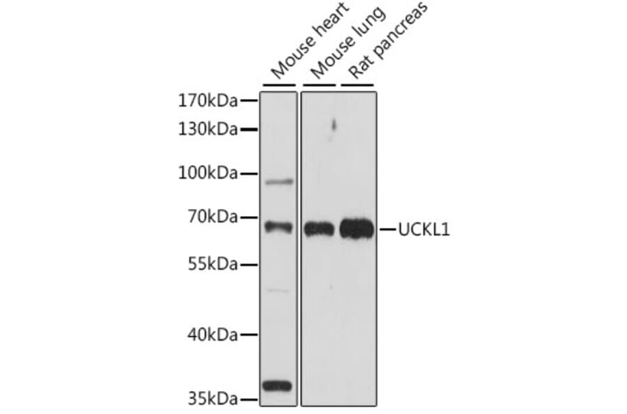 Western Blot - Anti-UCKL1 Antibody (A90729) - Antibodies.com