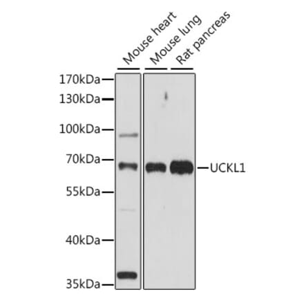 Western Blot - Anti-UCKL1 Antibody (A90729) - Antibodies.com