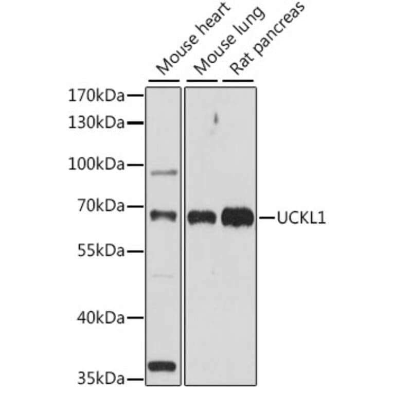 Western Blot - Anti-UCKL1 Antibody (A90729) - Antibodies.com