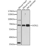 Western Blot - Anti-UCKL1 Antibody (A90729) - Antibodies.com
