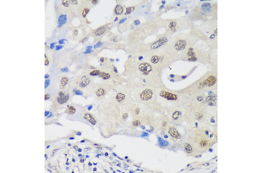 Immunohistochemistry - Anti-UCKL1 Antibody (A90729) - Antibodies.com